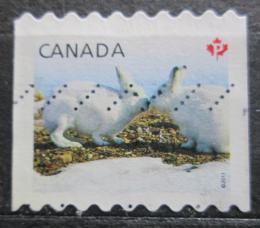 Poštová známka Kanada 2011 Zajíc polární Mi# 2682