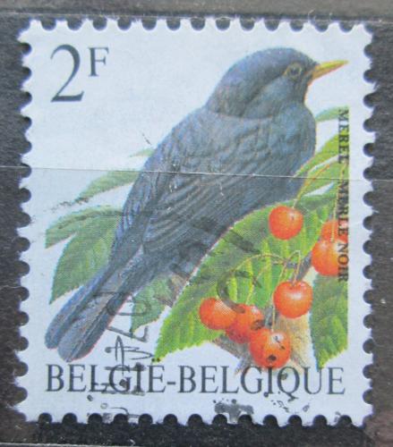 Poštová známka Belgicko 1992 Kos èerný Mi# 2510