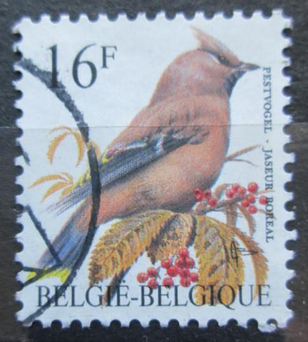 Poštová známka Belgicko 1994 Brkoslav severní Mi# 2586