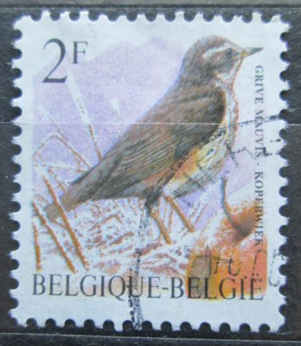 Poštová známka Belgicko 1996 Drozd cvrèala Mi# 2701