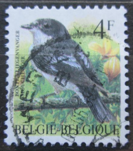 Poštová známka Belgicko 1996 Lejsek èernohlavý Mi# 2702