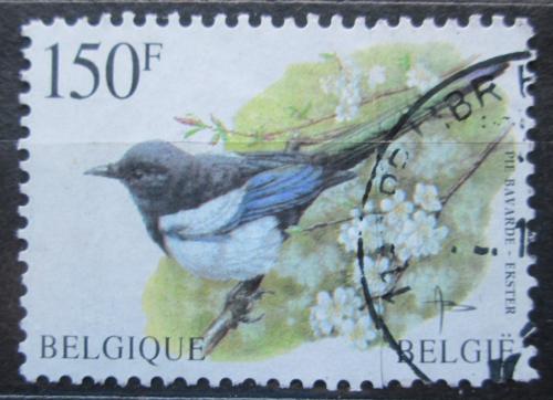 Poštová známka Belgicko 1997 Straka obecná Mi# 2749 Kat 7.50€