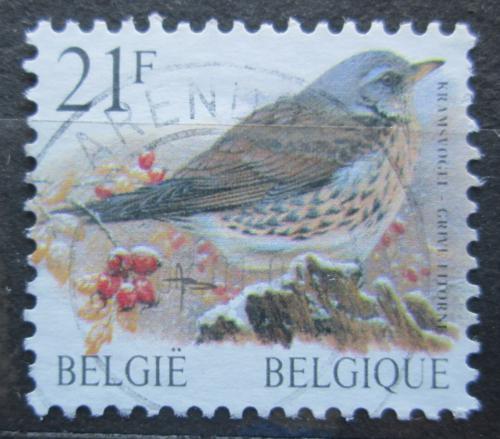 Poštová známka Belgicko 1998 Drozd kvíèala Mi# 2844