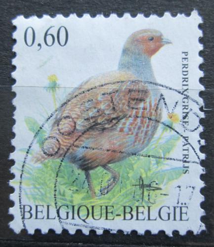 Poštová známka Belgicko 2005 Koroptev polní Mi# 3429