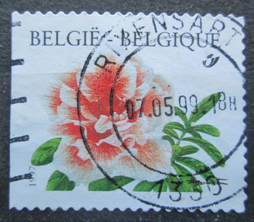 Poštová známka Belgicko 1997 Rhododendron simsii Mi# 2784 Dl