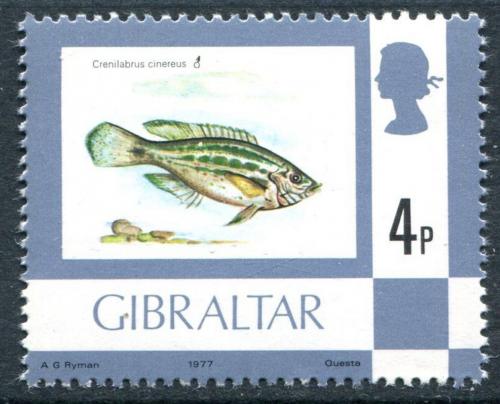 Poštová známka Gibraltár 1977 Crenilabrus cinereus Mi# 353 I