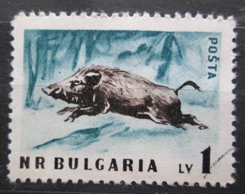 Poštová známka Bulharsko 1958 Prase divoké Mi# 1063 