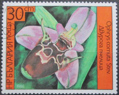 Poštová známka Bulharsko 1986 Orchidej, Ophrys cornula Mi# 3443
