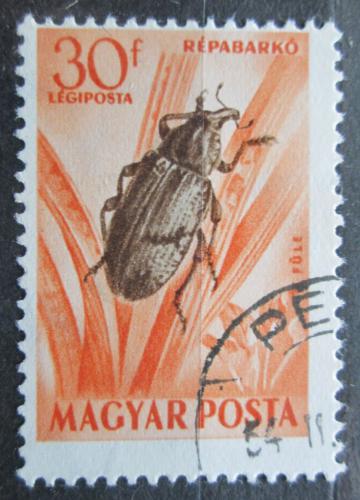 Poštová známka Maïarsko 1954 Bothynoderes punctiventris Mi# 1354