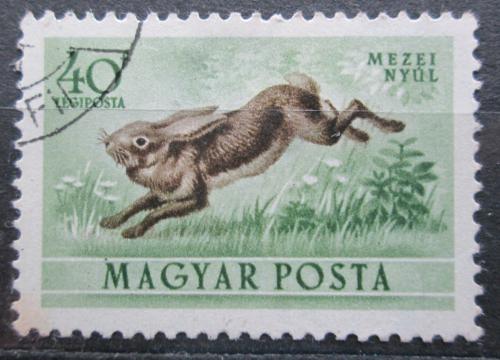 Poštová známka Maïarsko 1953 Zajíc polní Mi# 1287