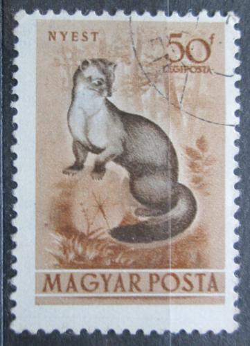 Poštová známka Maïarsko 1953 Kuna skalní Mi# 1288