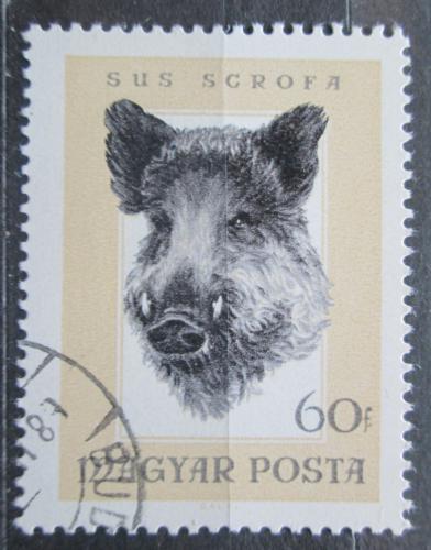 Poštová známka Maïarsko 1966 Divoké prase Mi# 2256