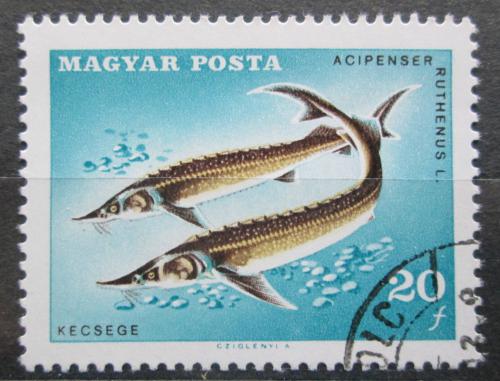 Poštová známka Maïarsko 1967 Jeseter malý Mi# 2344