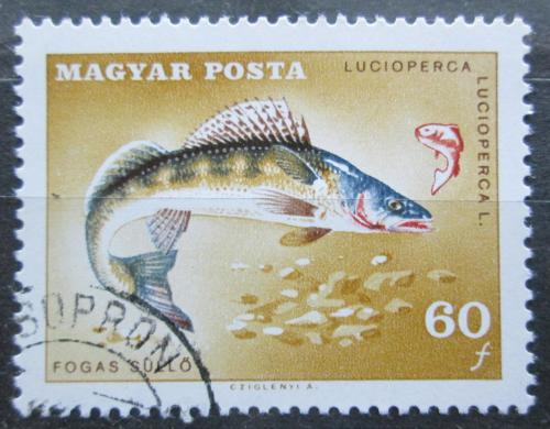 Poštová známka Maïarsko 1967 Candát obecný Mi# 2345