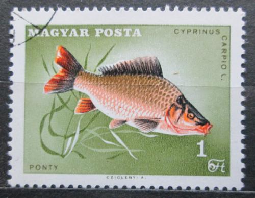 Poštová známka Maïarsko 1967 Kapr obecný Mi# 2346