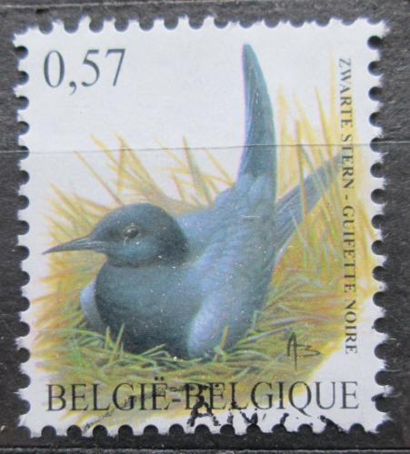 Poštová známka Belgicko 2002 Rybák èerný Mi# 3186