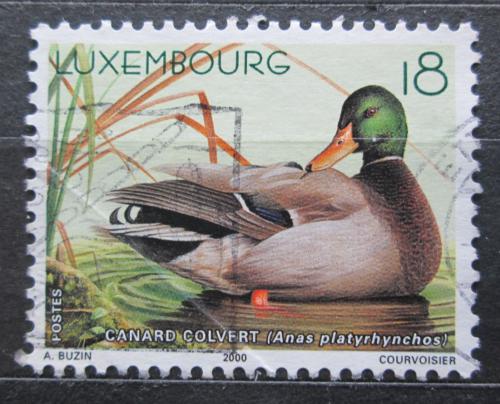Poštová známka Luxembursko 2000 Kaèica divoká Mi# 1503