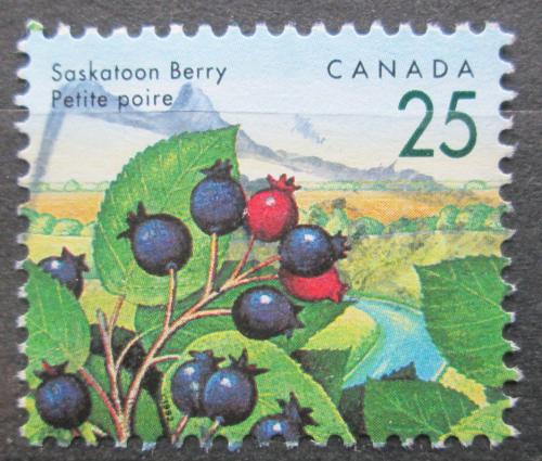 Poštová známka Kanada 1992 Kanadské borùvky Mi# 1313