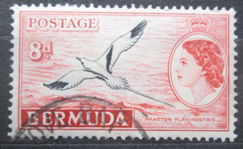 Poštová známka Bermudy 1955 Faeton žlutozobý Mi# 139