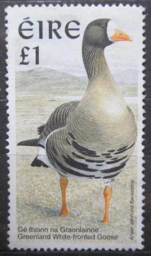 Poštová známka Írsko 1997 Husa bìloèelá Mi# 980 x A