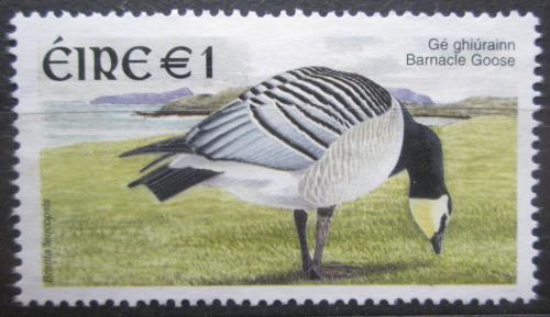 Poštová známka Írsko 2002 Berneška bìlolící Mi# 1395 A 