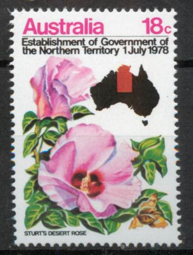 Poštová známka Austrália 1978 Gossypinum sturtianum Mi# 653