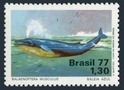 Poštová známka Brazílie 1977 Plejtvák obrovský Mi# 1597 Kat 6€