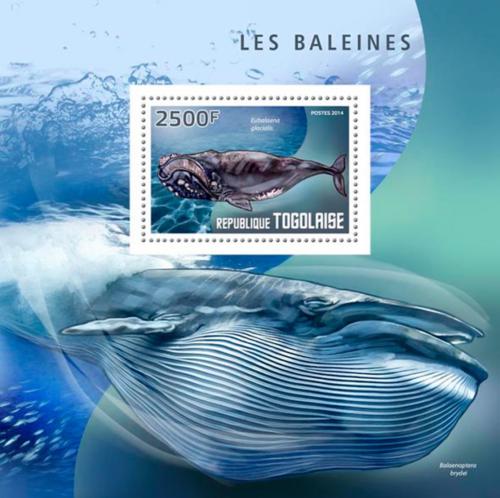 Poštová známka Togo 2014 Ve¾ryby Mi# Block 1025 Kat 10€