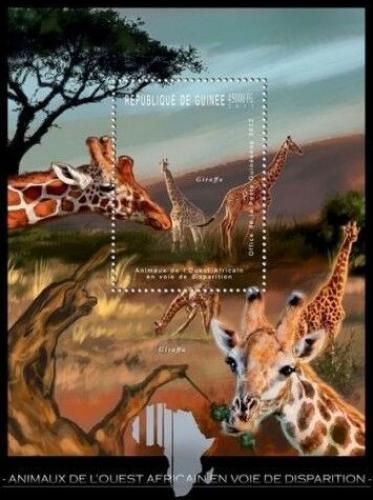 Poštová známka Guinea 2012 Fauna západní Afriky, žirafy Mi# Block 2074 Kat 18€